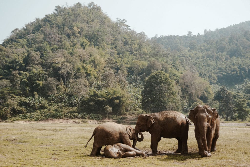 Elephants playing in Thailand